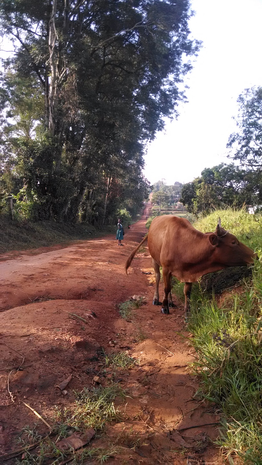 The road from Nsuube to Nkokonjeru