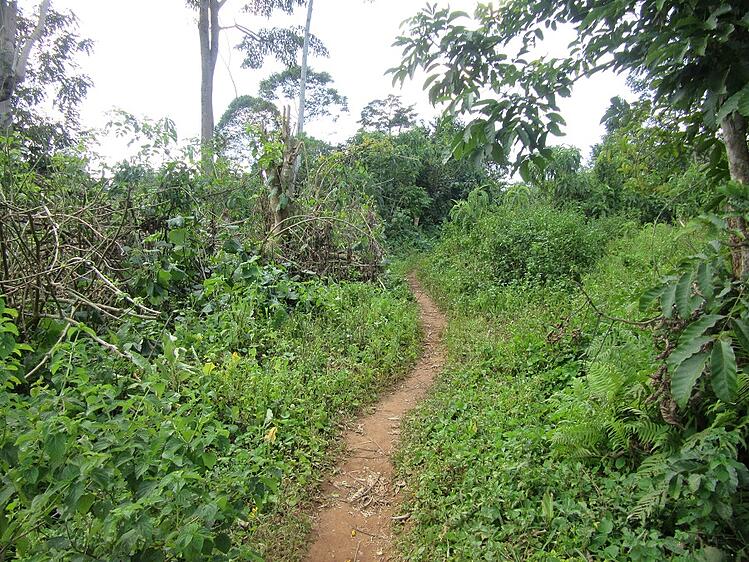 To access the well, students walk along this narrow path, which slopes downhill from the school. The walk to the well takes about fifteen minutes each way, so students generally take 30-40 minutes to fetch a jerry can of water. At the start of each school day, students are sent to fetch water, which means that, instead of beginning at 8:00, classes usually do not begin until 8:40.