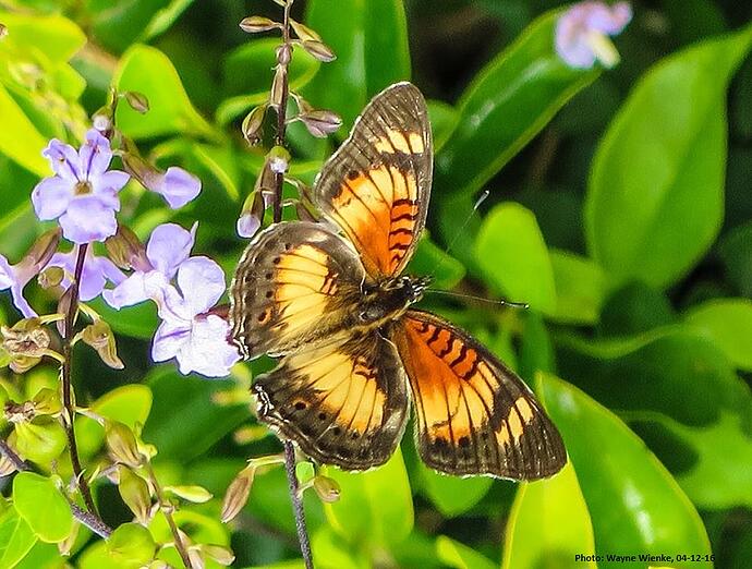 butterfly at Catholic child sponsorship programs location