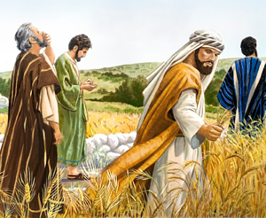 Plucking-Grain-on-Sabbath